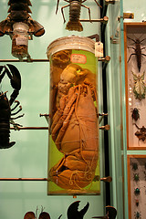 Lobster in a Jar
